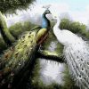 Peacock Couple Paint By Numbers