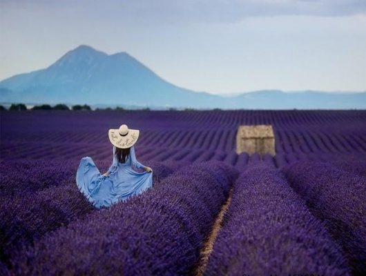 Woman in Lavender Field  People Painting by numbers
