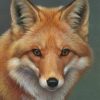 Peyan Fox Paint By Numbers