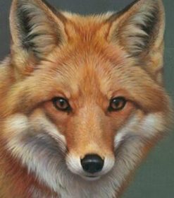 Peyan Fox Paint By Numbers