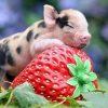 Pig on Strawberries Paint By Numbers