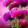 Pink Aster Flowers Paint By Numbers