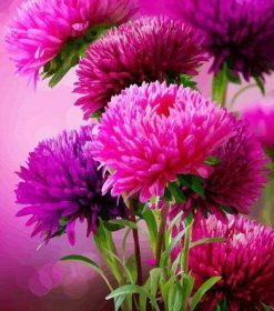 Pink Aster Flowers Paint By Numbers