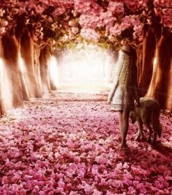 Pink Forest Path Paint By Numbers