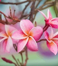 Plumeria Flowers Paint By Numbers