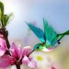 Pretty Hummingbird Paint By Numbers