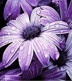 Purple Dew Flowers Paint By Numbers