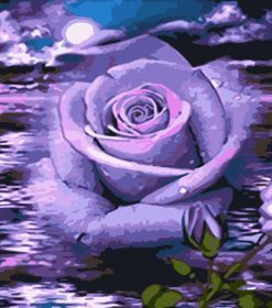 Purple Rose Under Moon Paint By Numbers