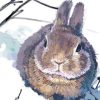 Rabbit in Snow Paint By Numbers