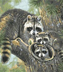 Raccoon Family Paint By Numbers