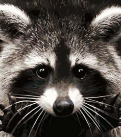 Raccoons of Costa Rica Paint By Numbers