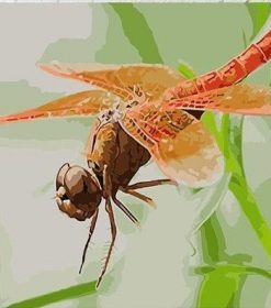 Red Dragonfly Paint By Numbers