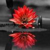 Red Flower on Water Paint By Numbers