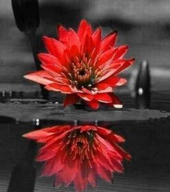 Red Flower on Water Paint By Numbers
