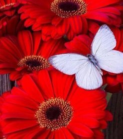 Red Flowers with Butterfly Paint By Numbers