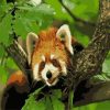 Red Panda on a Branch Paint By Numbers