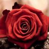 Romantic Red Rose Paint By Numbers