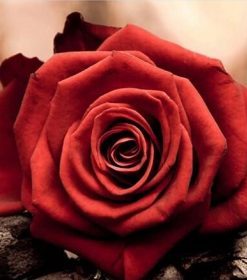Romantic Red Rose Paint By Numbers