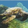 Sea Turtle Swims Paint By Numbers