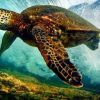 Sea Turtle Under Sea Paint By Numbers