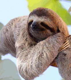 Sloth Laying on a Branch Paint By Numbers