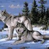 Snow Gray Wolves Paint By Numbers