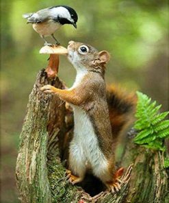 Squirrel and Bird Paint By Numbers
