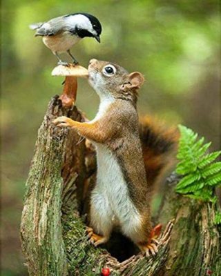 Squirrel and Bird Paint By Numbers
