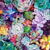 Succulent Garden Paint By Numbers