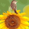 Sunflower And Bird Paint By Numbers