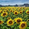 Sunflowers Field Paint By Numbers