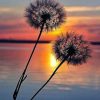Sunset Dandelion Paint By Numbers
