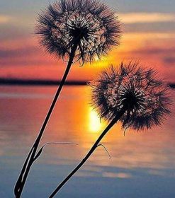 Sunset Dandelion Paint By Numbers