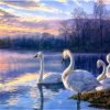 Swans in a Lake Paint By Numbers