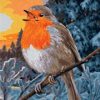 The European Robin Paint By Numbers