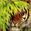Tiger Hiding in Leaves Paint By Numbers