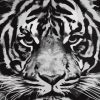 Tiger In Black And White Paint By Numbers