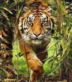 Tiger in The Bush Paint By Numbers