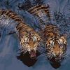 Tigers in The Water Paint By Numbers