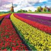 Tulip Growers Paint By Numbers