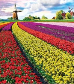 Tulip Growers Paint By Numbers