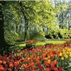 Tulips Spring in Garden Paint By Numbers