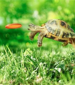 Turtle Catching Frisbee Paint By Numbers