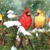 Winter Birds Paint By Numbers