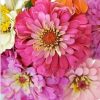 Zinnia Flowers Paint By Numbers