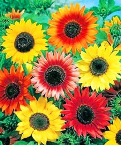 Colorful Sunflowers paint by numbers