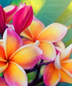 frangipani flower paint by number