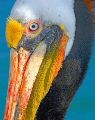 Pelican Bird paint by number