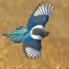 magpie Bird paint numbers