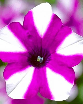 Blooming Petunia Paint by numbers